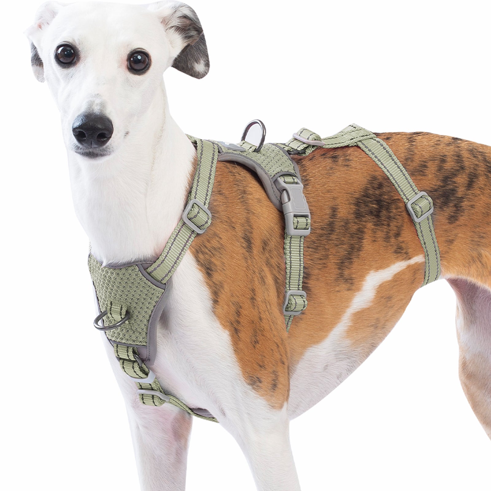 Two-in-OneGuard Reflective Army Green dog harness complete product feature overview