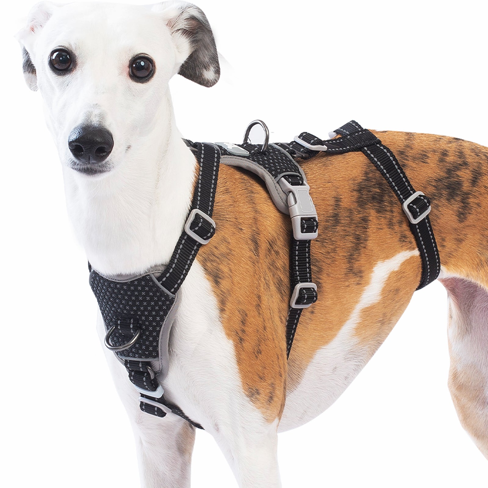 Two-in-OneGuard Reflective Black dog harness alternate product view and strap layout