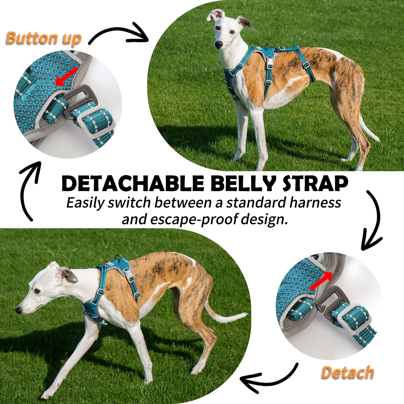 Two-in-OneGuard Reflective Teal dog harness adjustable straps and buckle details