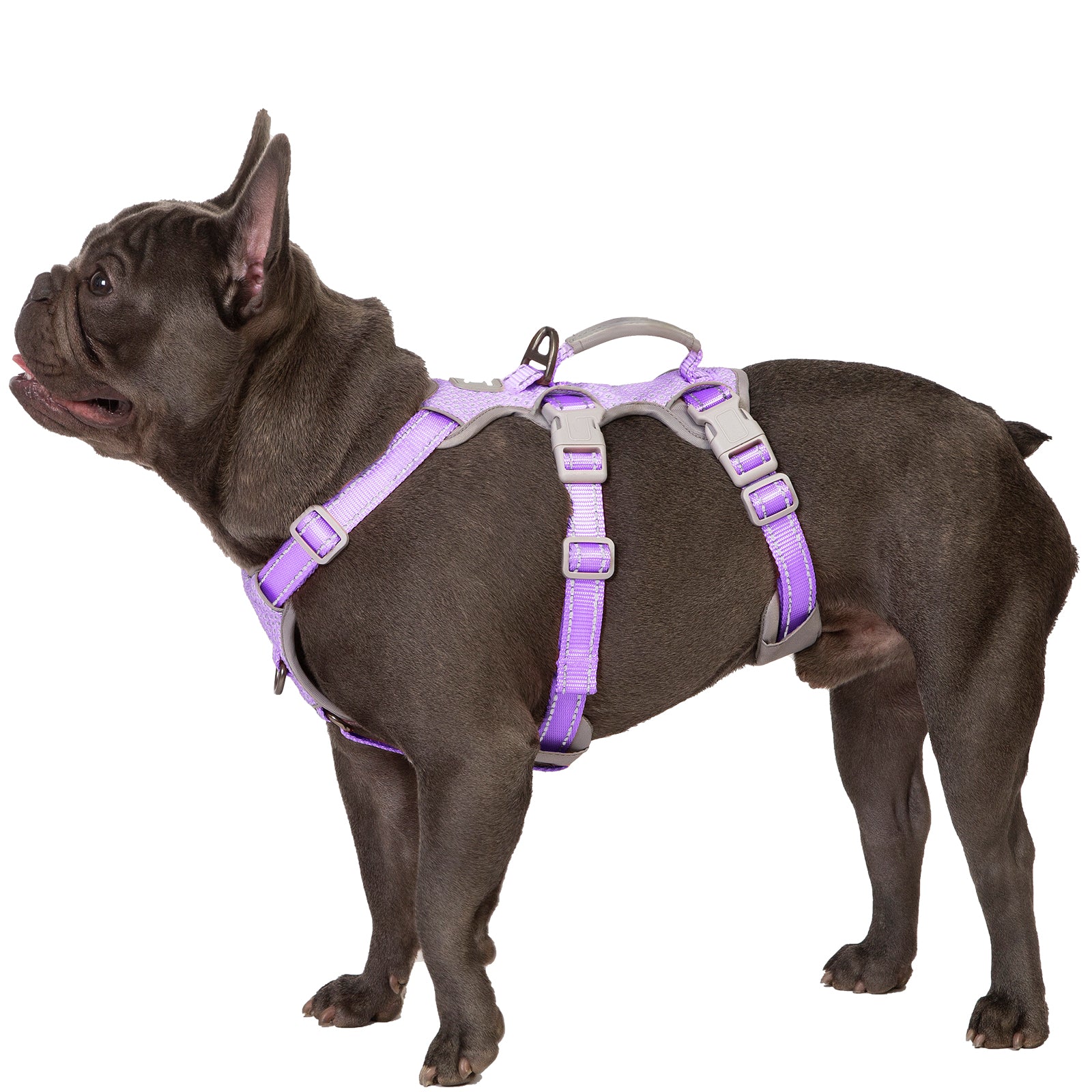 HalfGuardian Reflective Lavender Purple dog harness alternate product view and strap layout