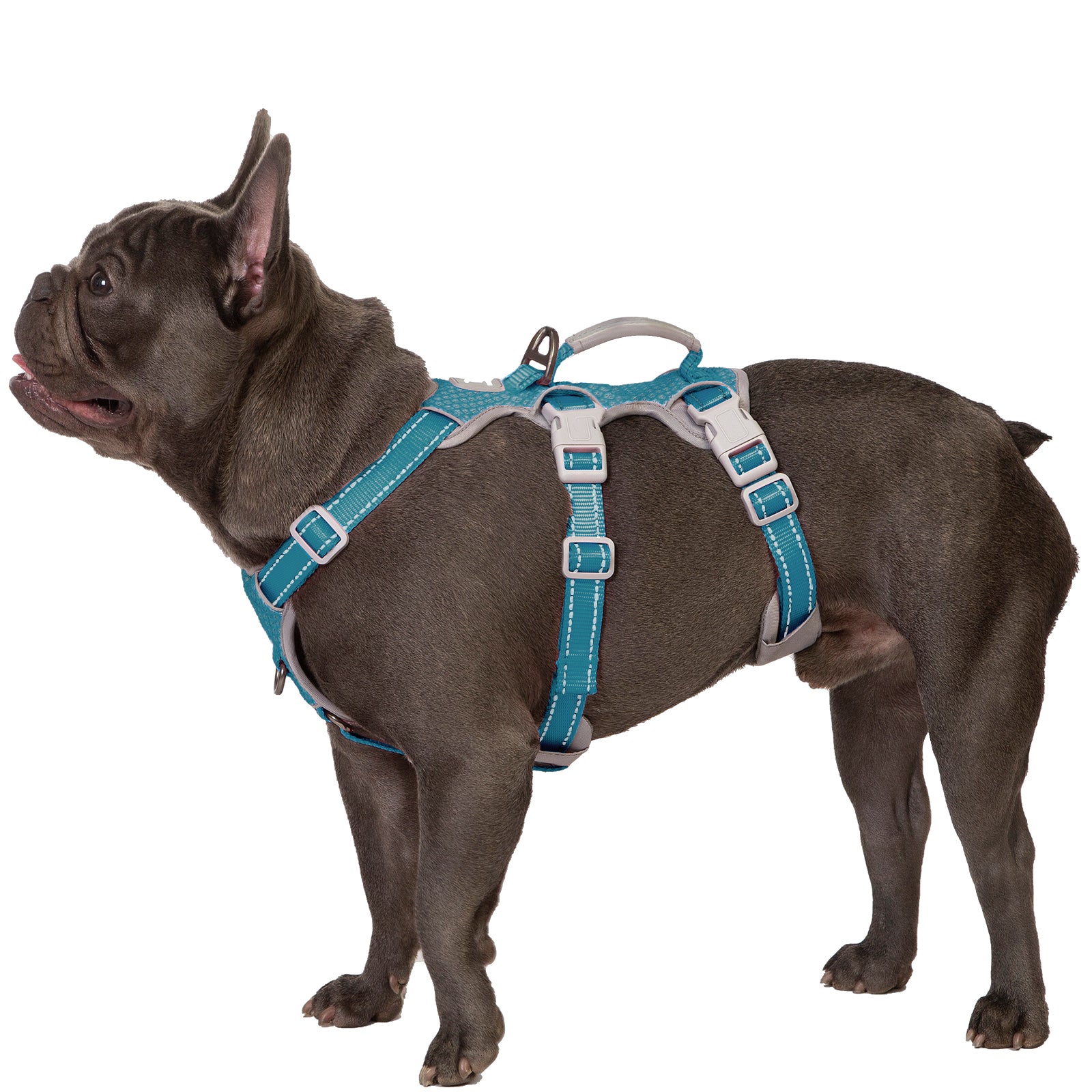 HalfGuardian Reflective Teal dog harness alternate product view and strap layout