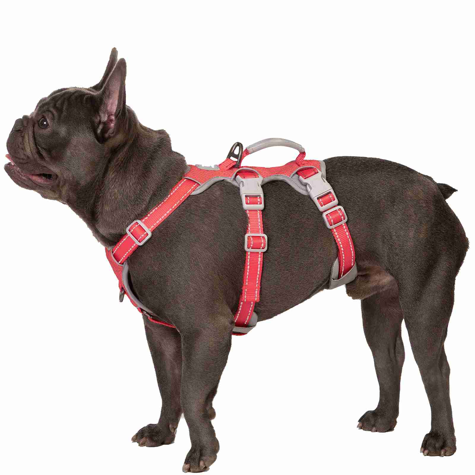 HalfGuardian Reflective Red dog harness alternate product view and strap layout