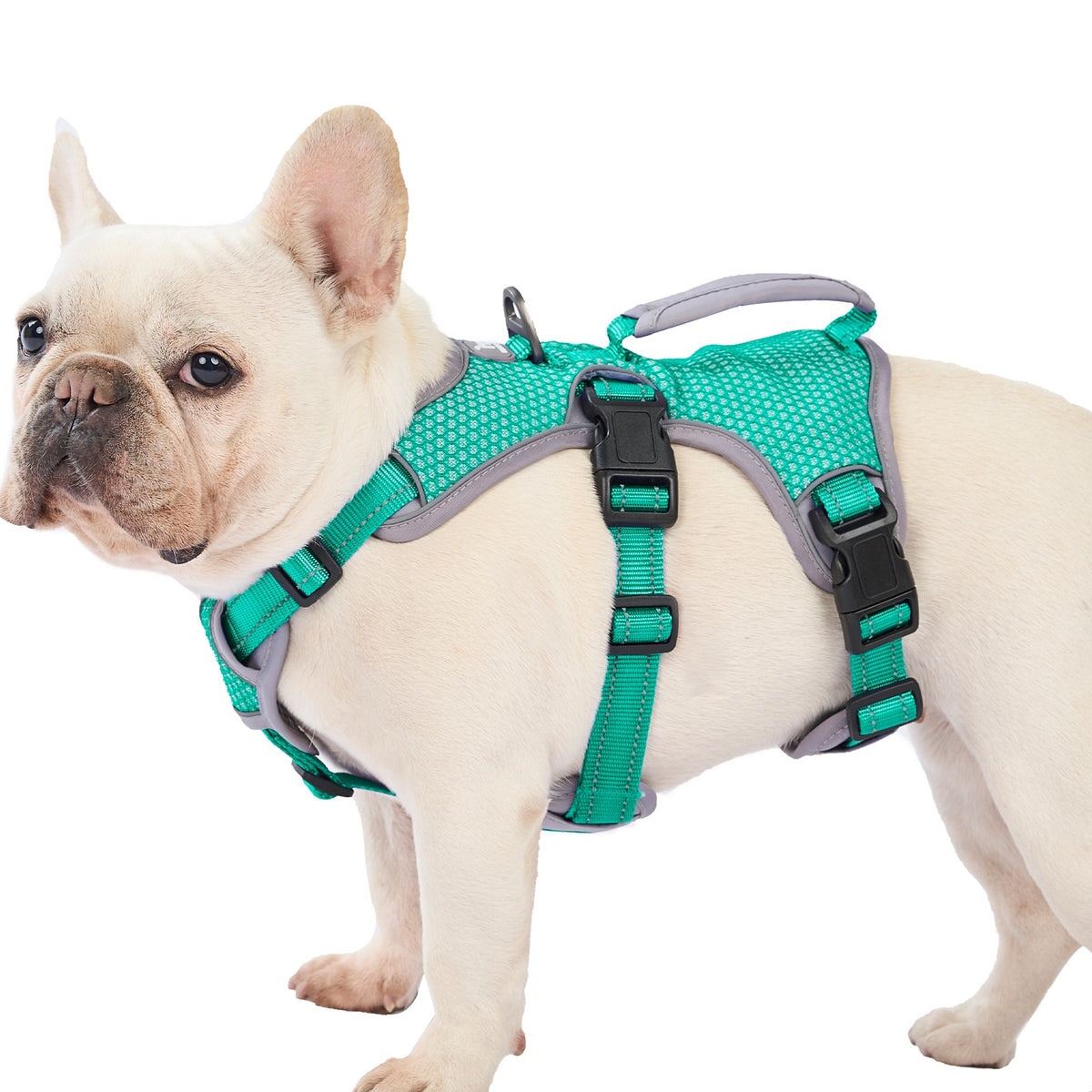 Huntboo BackSecure Reflective escape-proof dog harness in mint green, worn by a French Bulldog #color_mint green
