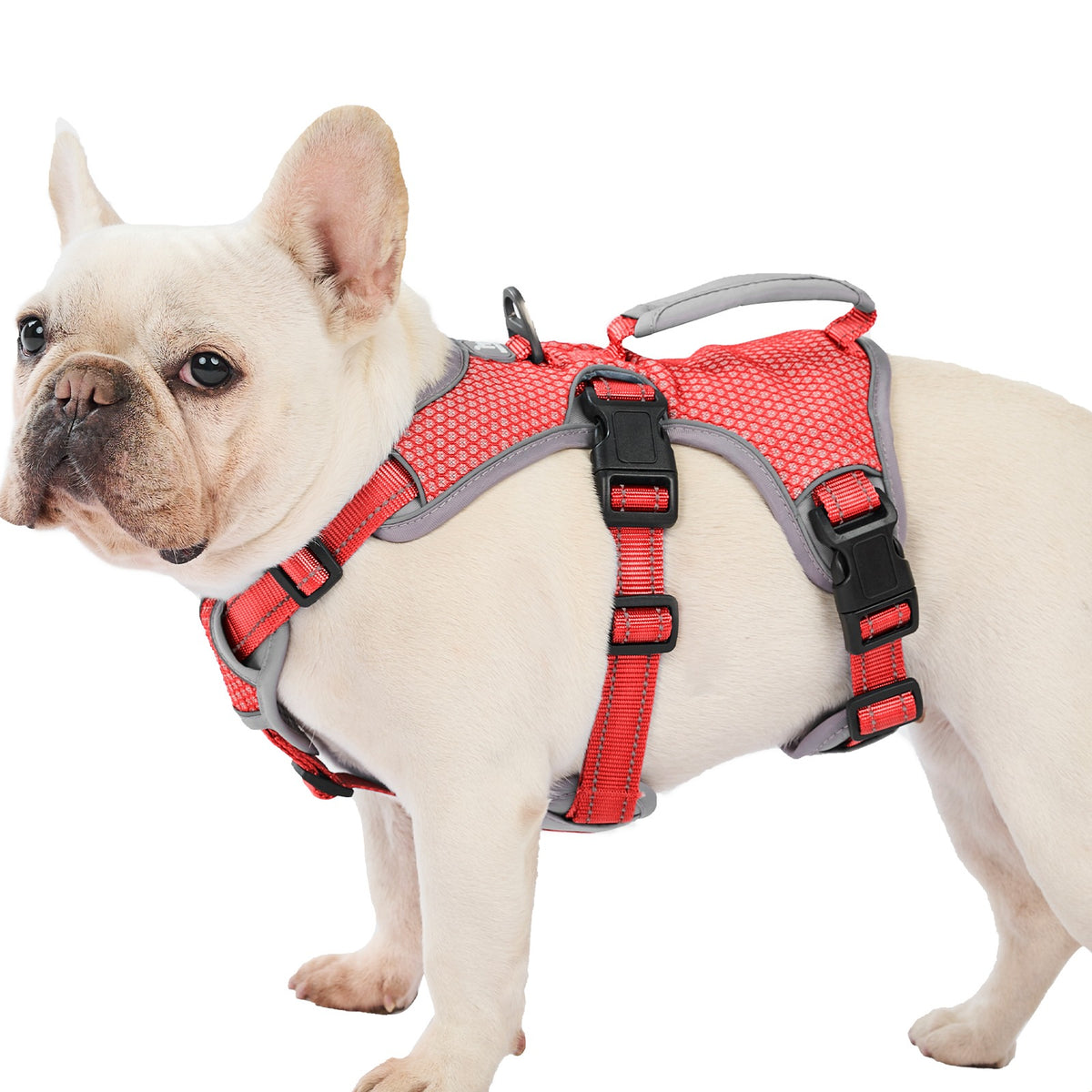 Huntboo BackSecure Reflective escape-proof dog harness in red, worn by a French Bulldog #color_red