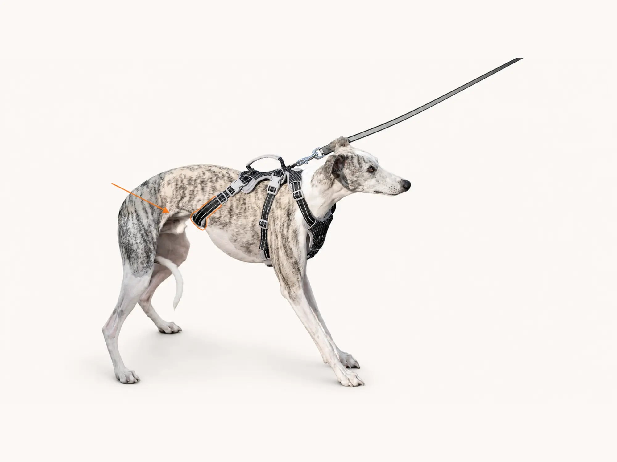 Dog wearing a Huntboo HalfGuardian harness with the third safety strap highlighted