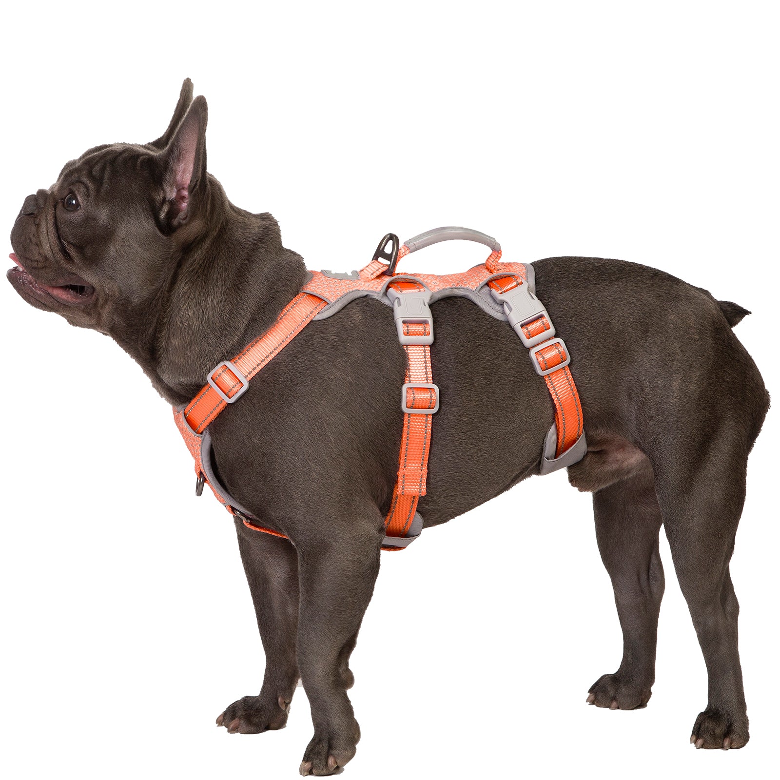 HalfGuardian Reflective Orange dog harness alternate product view and strap layout