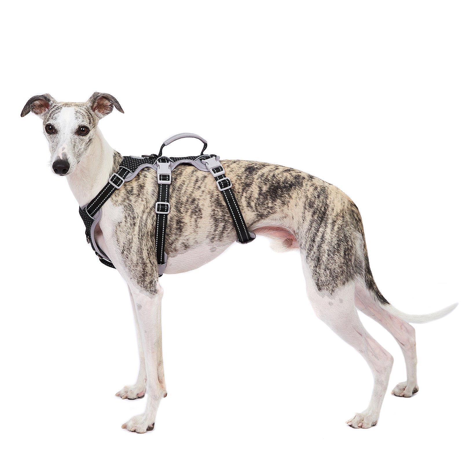 HalfGuardian Reflective Black dog harness alternate product view and strap layout