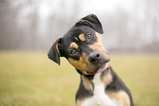 How to keep your dog out of danger, such as poisonous plants, chemicals, and other hazards.