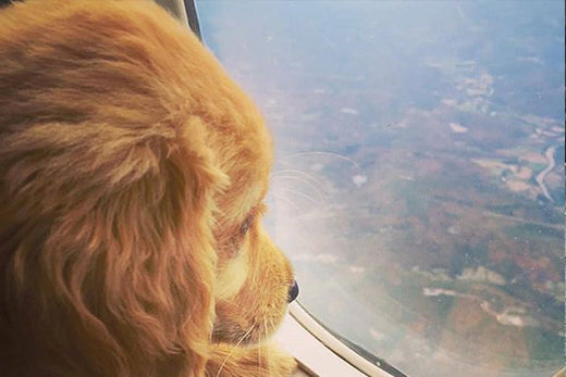 The challenges and rewards of adopting a dog from a different country