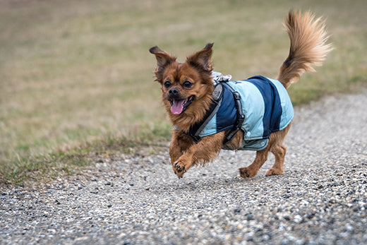 My dog's incredible transformation after being rescued and adopted
