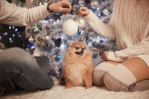 How I found my soulmate through dog adoption
