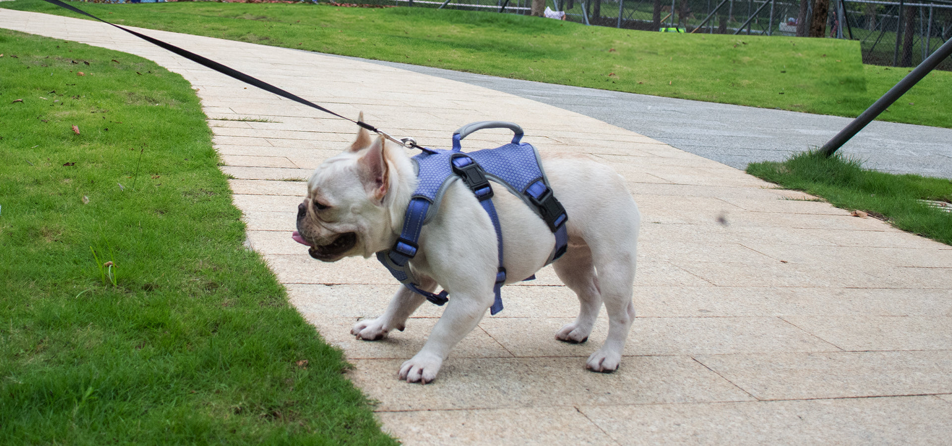 French Bulldog demonstrating secure dog harness fit and coverage