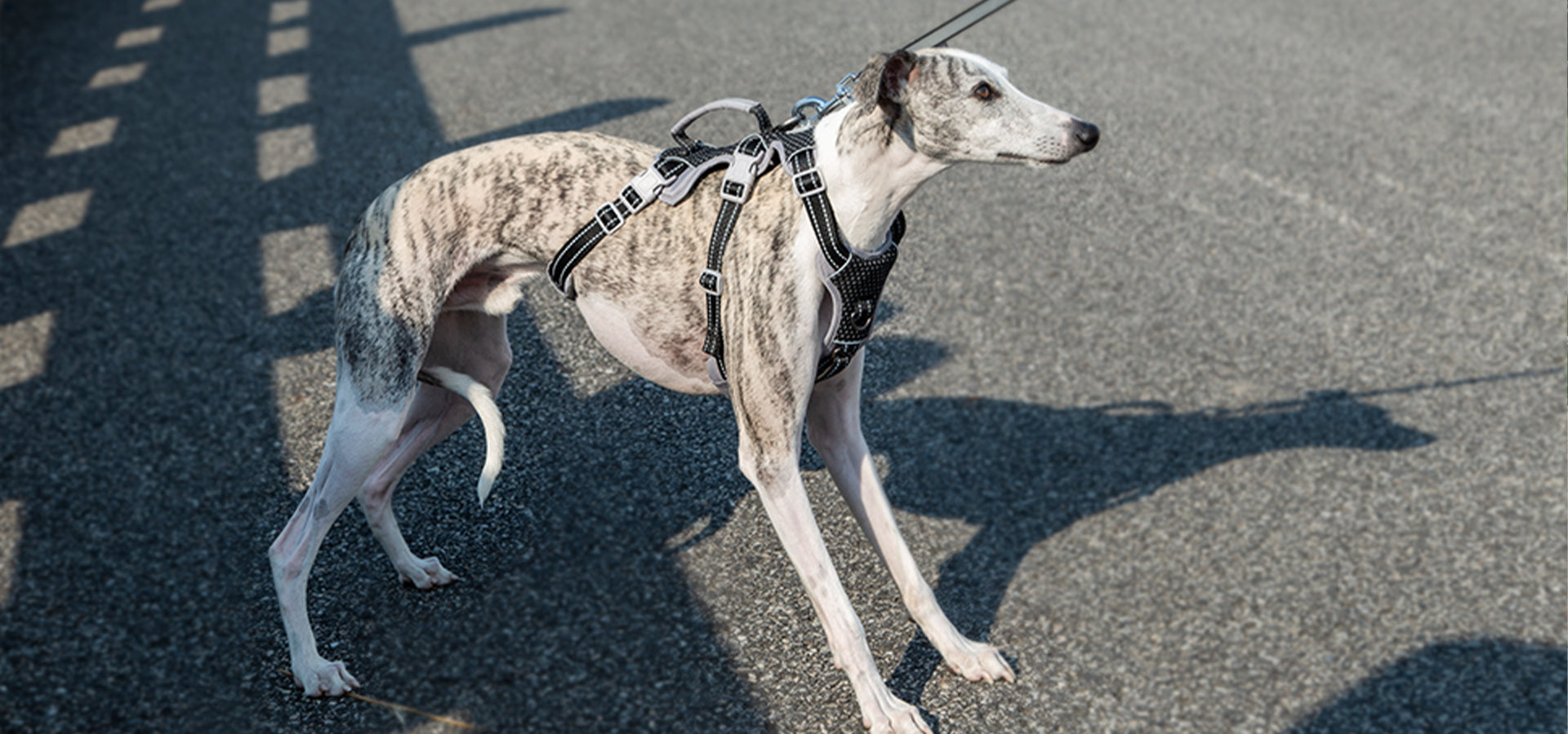 Greyhound wearing a secure three-strap dog harness outdoors
