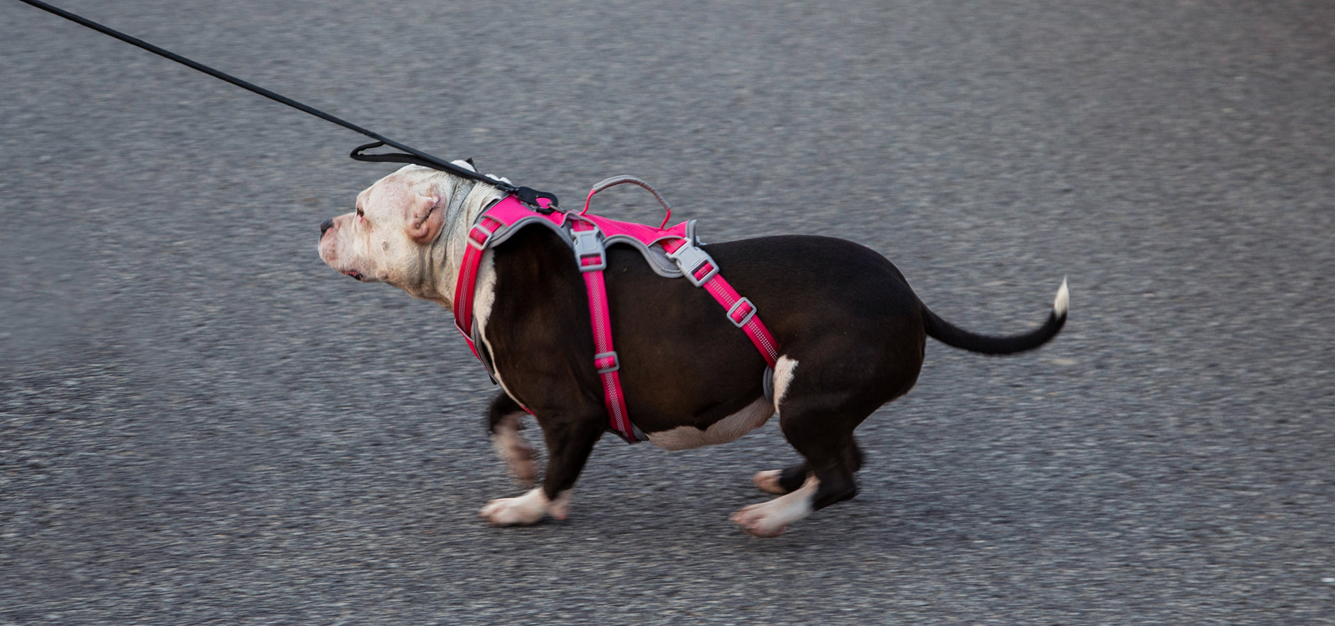 Dog wearing a secure harness during an outdoor walk