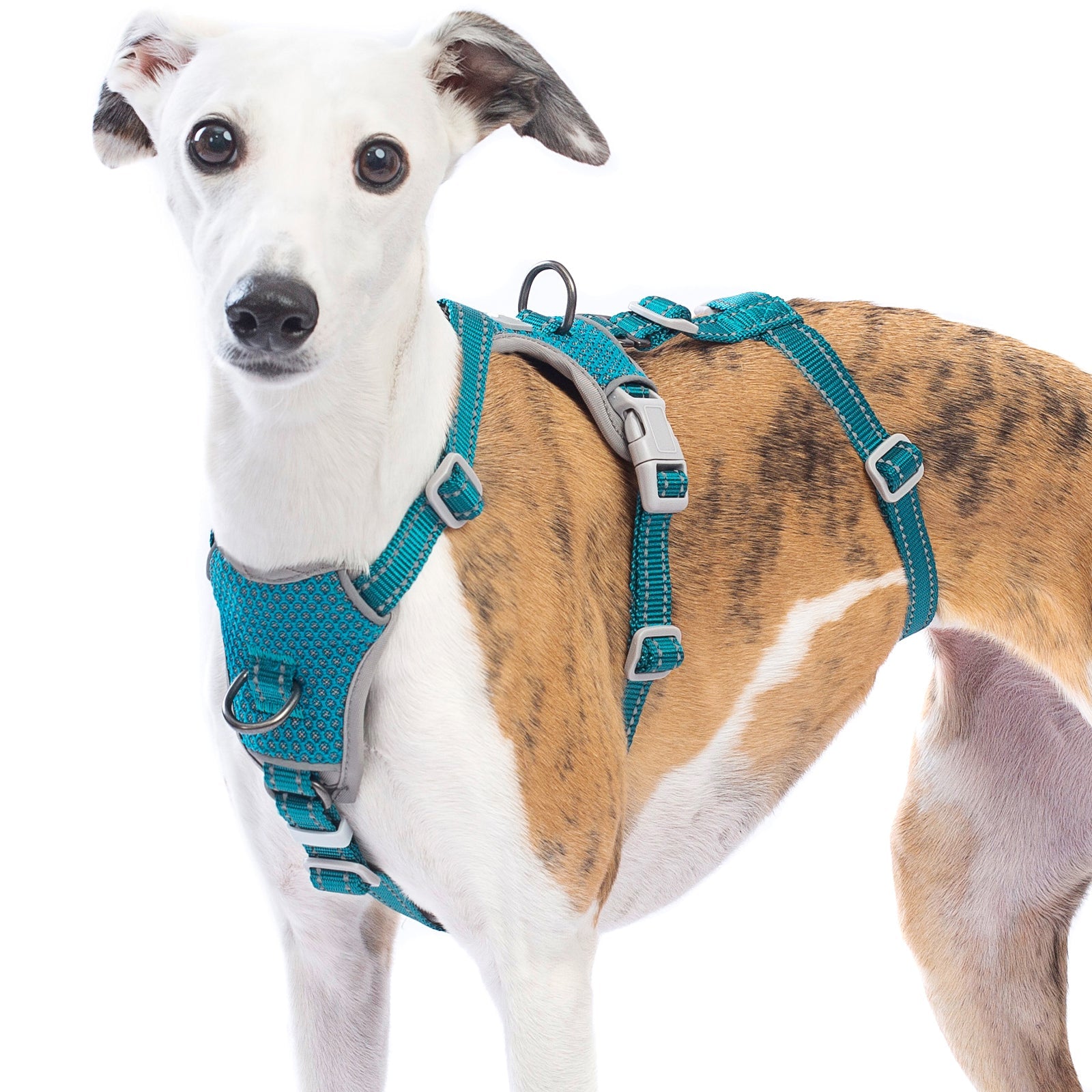 Dog wearing a Two-in-OneGuard reflective H-shape dog harness