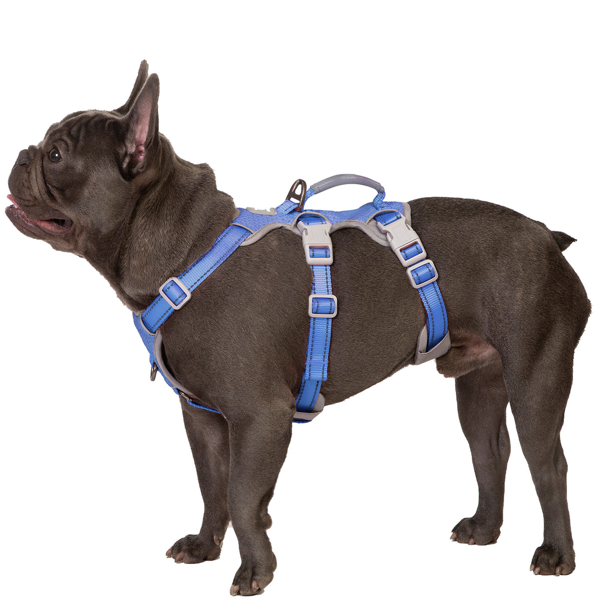 French Bulldog wearing a blue HalfGuardian reflective escape-proof dog harness