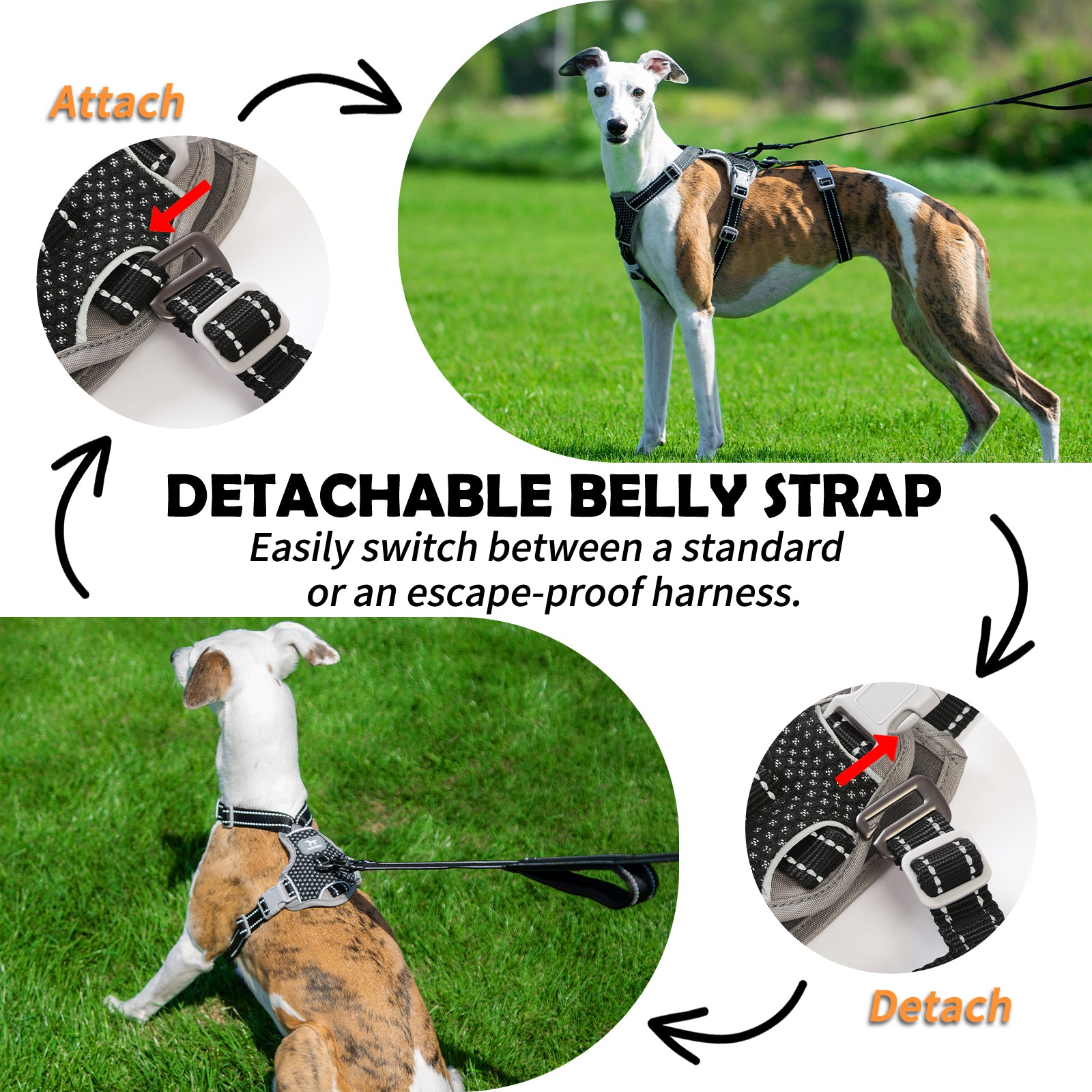 Two-in-OneGuard Reflective Black dog harness adjustable straps and buckle details