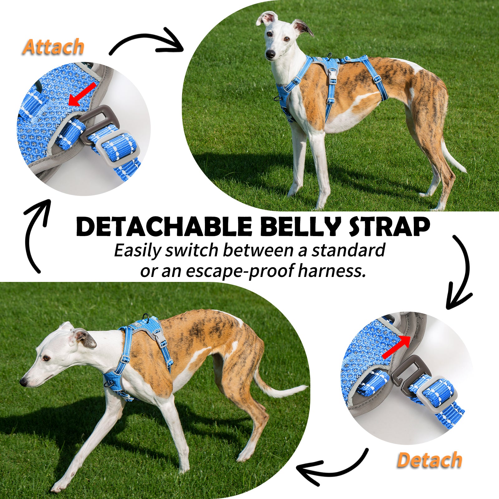 Two-in-OneGuard Reflective Sea Blue dog harness coverage and fit details
