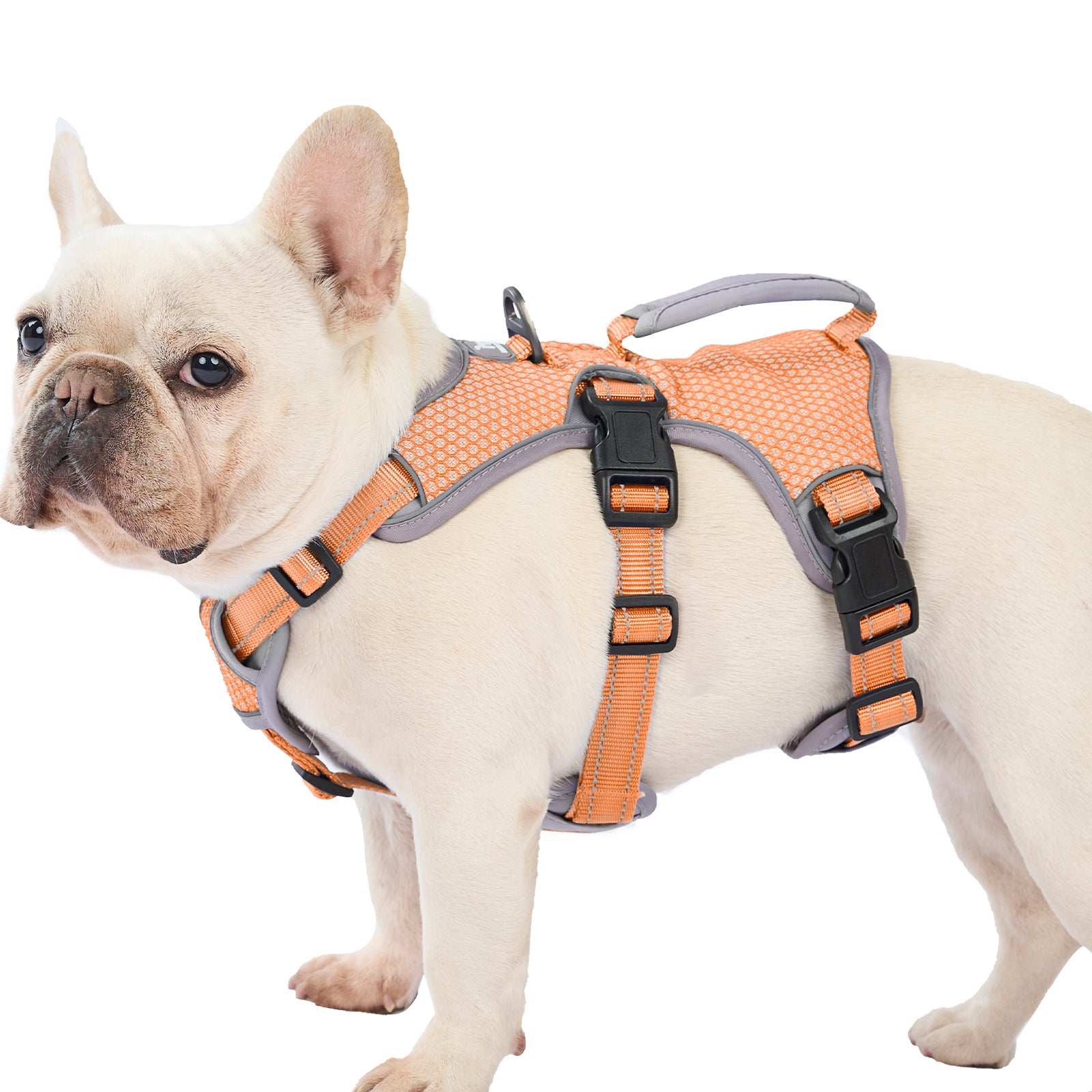 Orange BackSecure Reflective escape-resistant dog harness product image