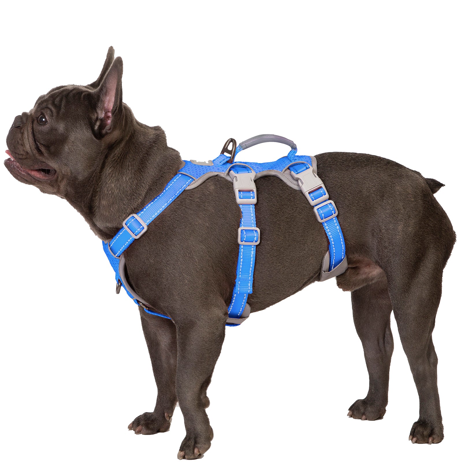 HalfGuardian Reflective Sea Blue dog harness alternate product view and strap layout