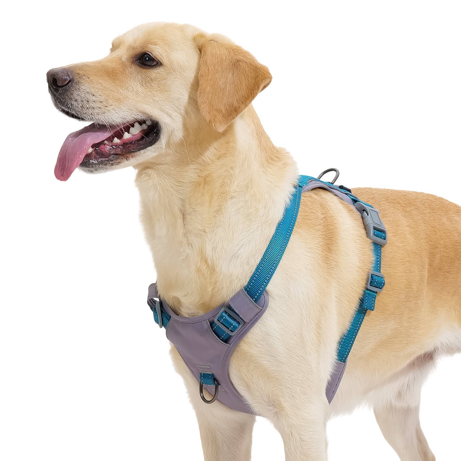 LiteTrail™ Reflective No Pull Dog Harness Teal Blue