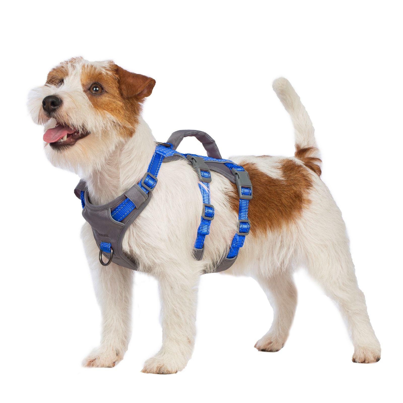 AllShieldPro Reflective Sea Blue dog harness alternate product view and strap layout