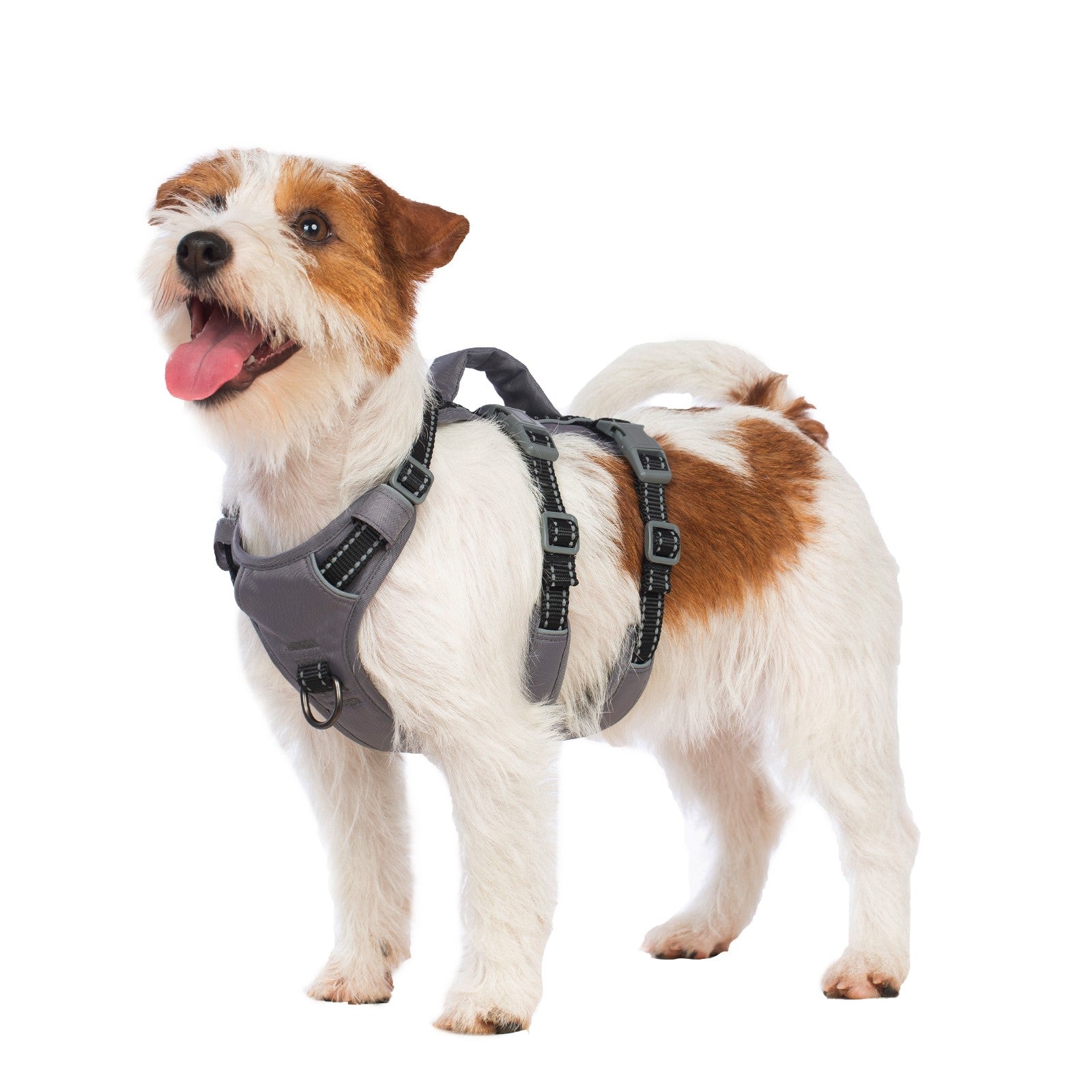 AllShieldPro Reflective Black dog harness alternate product view and strap layout
