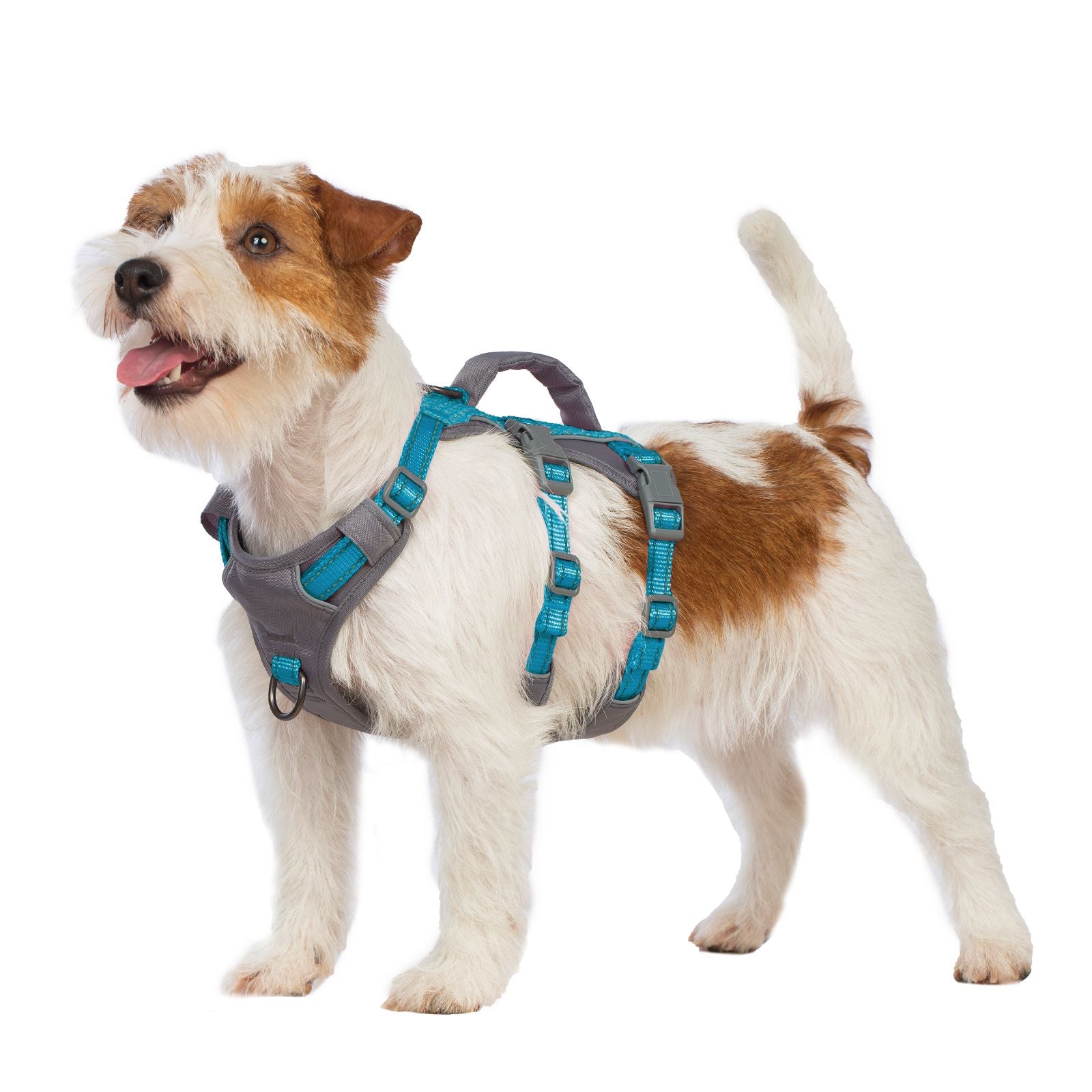 AllShieldPro Reflective Teal Blue dog harness alternate product view and strap layout