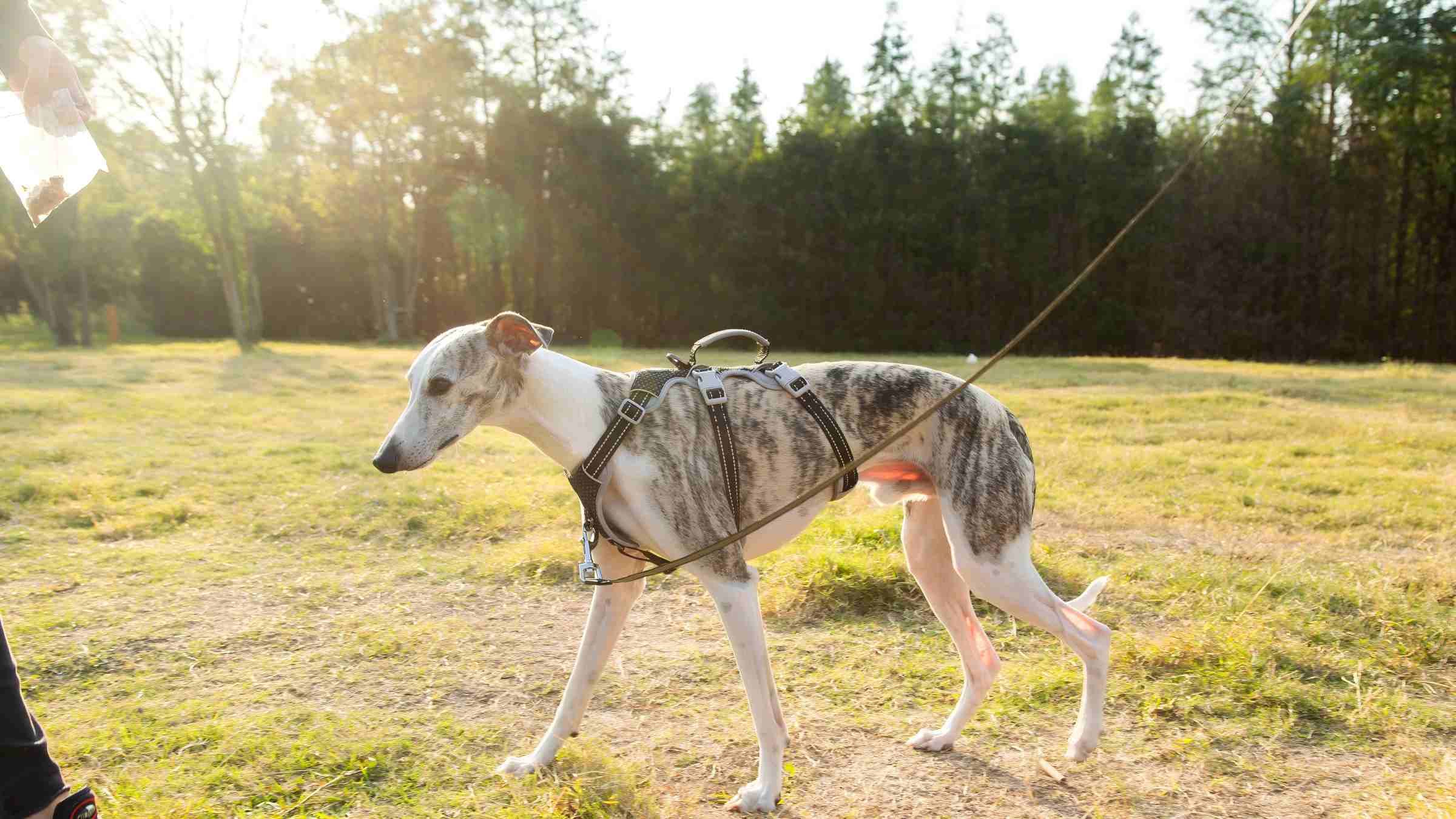 Huntboo HalfGuardian Static Black escape-resistant dog harness hero image