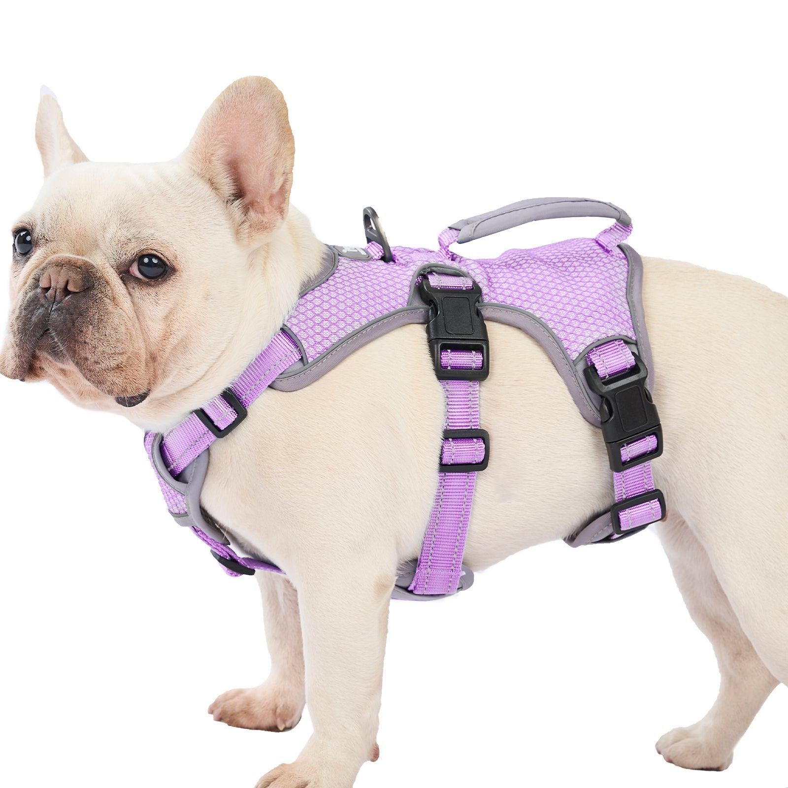 Huntboo BackSecure Reflective dog harness in lavender purple, product view on a clean background #color_lavender purple