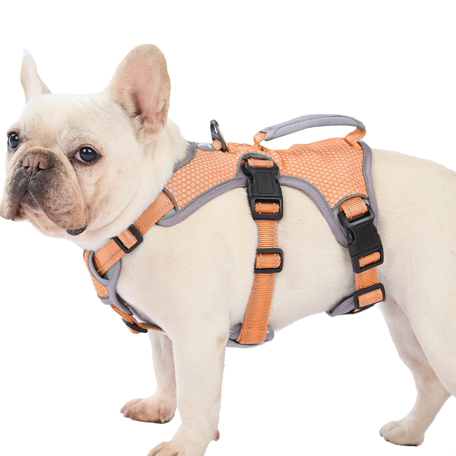 Huntboo BackSecure Reflective dog harness in orange, product view on a clean background #color_orange