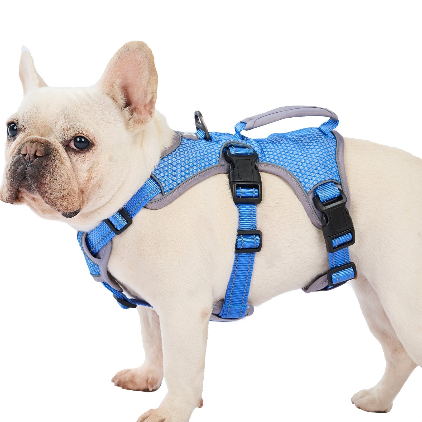 Huntboo BackSecure Reflective dog harness in sea blue, product view on a clean background #color_sea blue