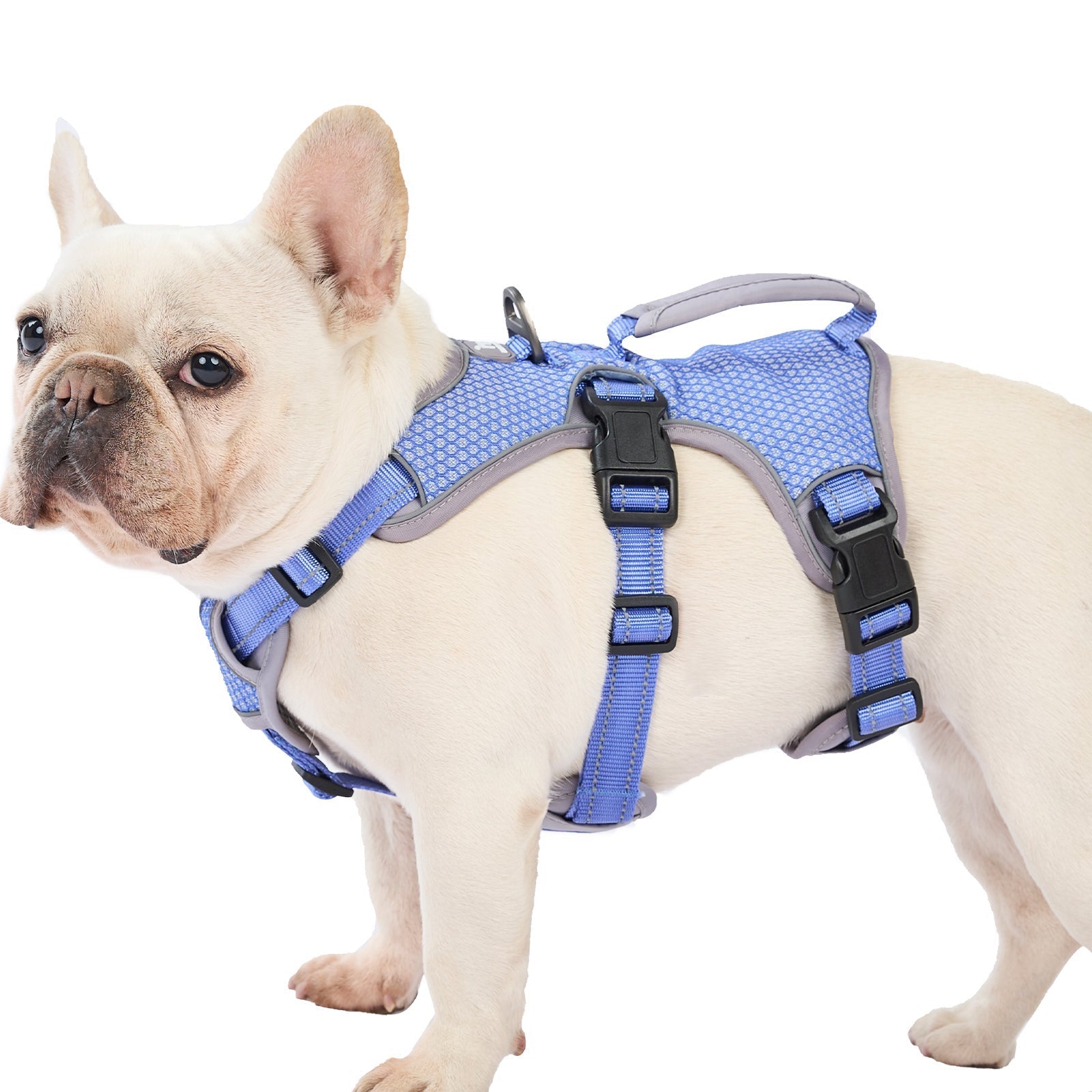 Huntboo BackSecure Reflective dog harness in tech blue, product view on a clean background #color_tech blue